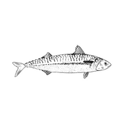 A PROPOS restaurant de poisson et fruits de mer le Chasse marée Saint Vaast La Hougue Cotentin Normandie (1920 × 700 px) (1920 × 1080 px) (1920 × 1080 px) (180 × 180 px)